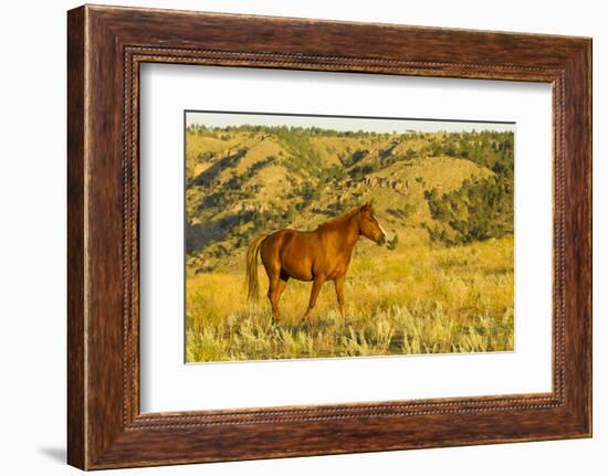 USA, South Dakota, Wild Horse Sanctuary. Wild Horse in Field-Cathy & Gordon Illg-Framed Photographic Print