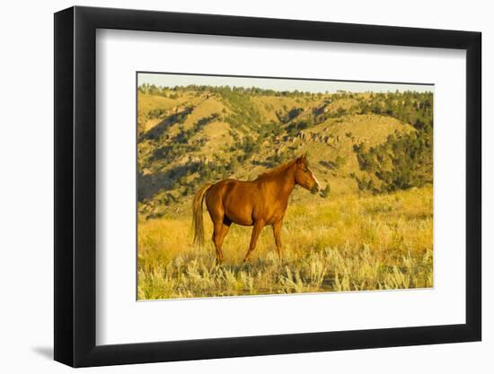 USA, South Dakota, Wild Horse Sanctuary. Wild Horse in Field-Cathy & Gordon Illg-Framed Photographic Print