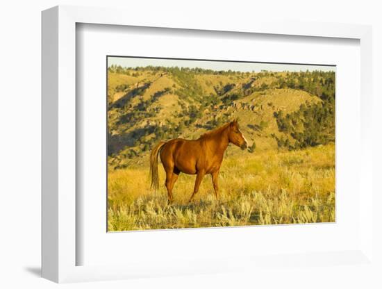 USA, South Dakota, Wild Horse Sanctuary. Wild Horse in Field-Cathy & Gordon Illg-Framed Photographic Print