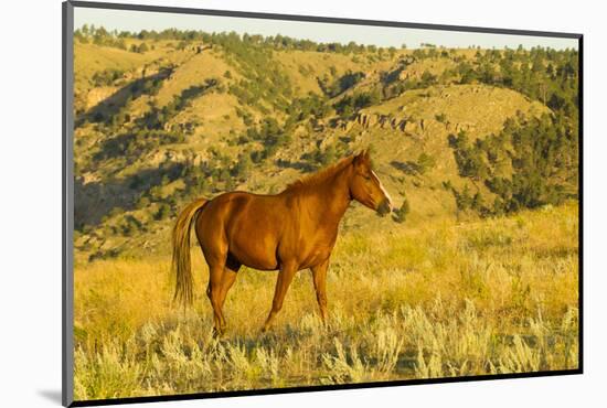 USA, South Dakota, Wild Horse Sanctuary. Wild Horse in Field-Cathy & Gordon Illg-Mounted Photographic Print