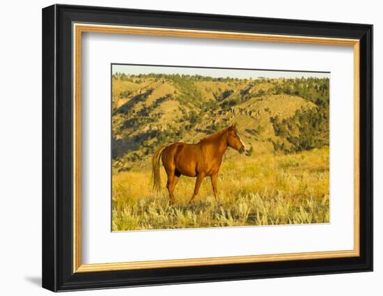USA, South Dakota, Wild Horse Sanctuary. Wild Horse in Field-Cathy & Gordon Illg-Framed Photographic Print