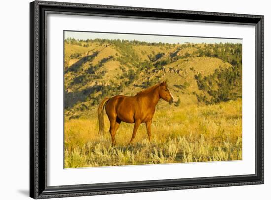 USA, South Dakota, Wild Horse Sanctuary. Wild Horse in Field-Cathy & Gordon Illg-Framed Photographic Print