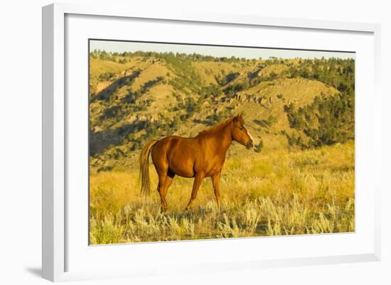 USA, South Dakota, Wild Horse Sanctuary. Wild Horse in Field-Cathy & Gordon Illg-Framed Photographic Print