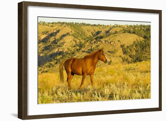 USA, South Dakota, Wild Horse Sanctuary. Wild Horse in Field-Cathy & Gordon Illg-Framed Photographic Print