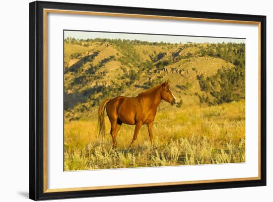 USA, South Dakota, Wild Horse Sanctuary. Wild Horse in Field-Cathy & Gordon Illg-Framed Photographic Print