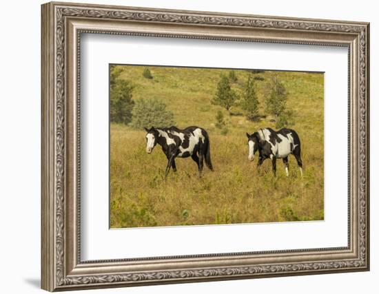 USA, South Dakota, Wild Horse Sanctuary. Wild Horses in Field-Cathy & Gordon Illg-Framed Photographic Print