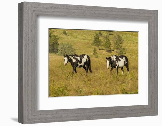 USA, South Dakota, Wild Horse Sanctuary. Wild Horses in Field-Cathy & Gordon Illg-Framed Photographic Print