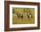 USA, South Dakota, Wild Horse Sanctuary. Wild Horses in Field-Cathy & Gordon Illg-Framed Photographic Print