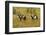 USA, South Dakota, Wild Horse Sanctuary. Wild Horses in Field-Cathy & Gordon Illg-Framed Photographic Print