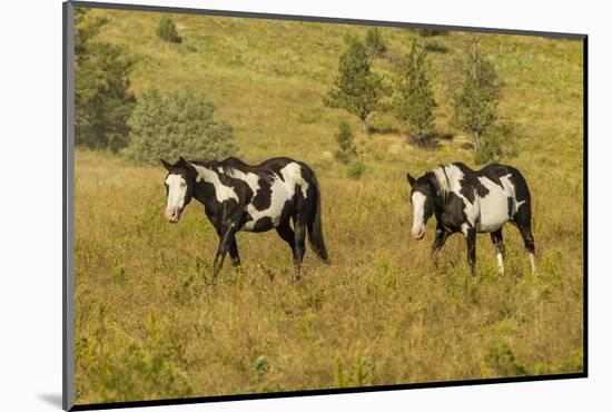 USA, South Dakota, Wild Horse Sanctuary. Wild Horses in Field-Cathy & Gordon Illg-Mounted Photographic Print