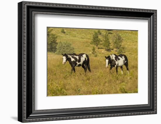 USA, South Dakota, Wild Horse Sanctuary. Wild Horses in Field-Cathy & Gordon Illg-Framed Photographic Print