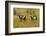 USA, South Dakota, Wild Horse Sanctuary. Wild Horses in Field-Cathy & Gordon Illg-Framed Photographic Print