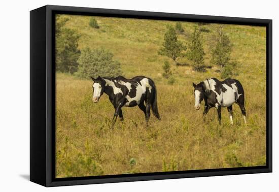 USA, South Dakota, Wild Horse Sanctuary. Wild Horses in Field-Cathy & Gordon Illg-Framed Premier Image Canvas