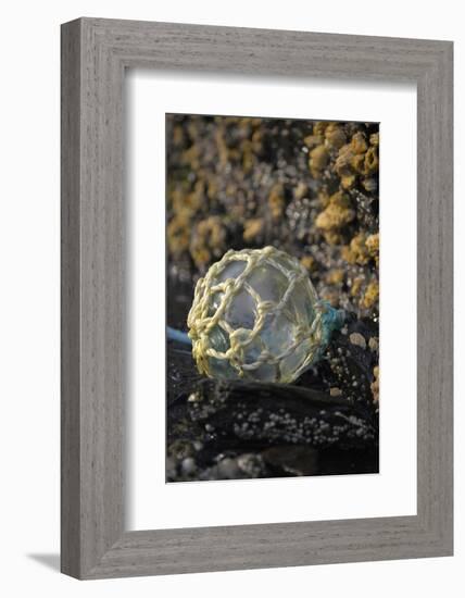 USA, Southeast Alaska Near Ketchikan, Japanese Glass Fishing Float-Savanah Stewart-Framed Photographic Print