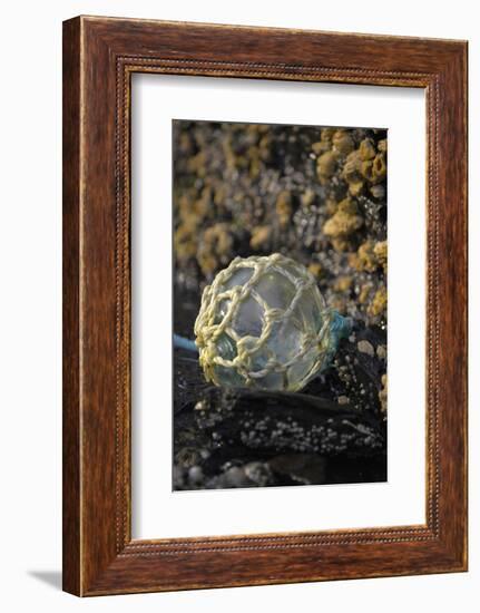 USA, Southeast Alaska Near Ketchikan, Japanese Glass Fishing Float-Savanah Stewart-Framed Photographic Print