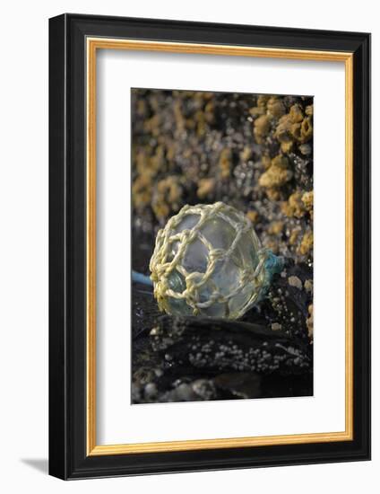 USA, Southeast Alaska Near Ketchikan, Japanese Glass Fishing Float-Savanah Stewart-Framed Photographic Print