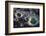 USA, Southeast Alaska Near Ketchikan, Japanese Glass Fishing Float-Savanah Stewart-Framed Photographic Print