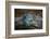 USA, Southeast Alaska Near Ketchikan, Japanese Glass Fishing Float-Savanah Stewart-Framed Photographic Print