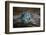 USA, Southeast Alaska Near Ketchikan, Japanese Glass Fishing Float-Savanah Stewart-Framed Photographic Print