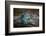 USA, Southeast Alaska Near Ketchikan, Japanese Glass Fishing Float-Savanah Stewart-Framed Photographic Print