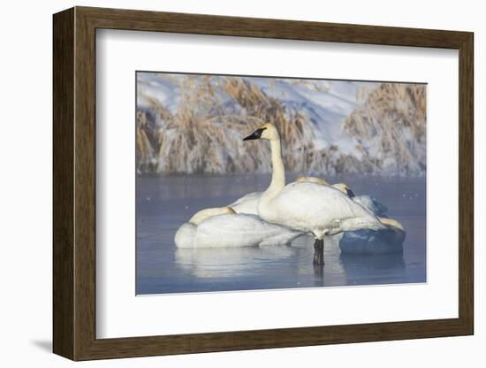 USA, Sublette County, Wyoming. group of Trumpeter Swans stands and rests on an ice-covered pond-Elizabeth Boehm-Framed Photographic Print