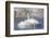 USA, Sublette County, Wyoming. group of Trumpeter Swans stands and rests on an ice-covered pond-Elizabeth Boehm-Framed Photographic Print