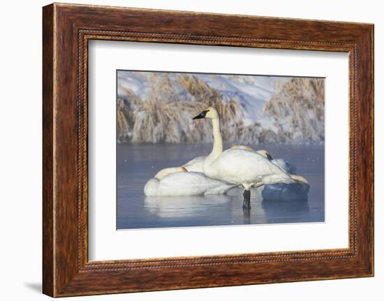 USA, Sublette County, Wyoming. group of Trumpeter Swans stands and rests on an ice-covered pond-Elizabeth Boehm-Framed Photographic Print
