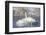 USA, Sublette County, Wyoming. group of Trumpeter Swans stands and rests on an ice-covered pond-Elizabeth Boehm-Framed Photographic Print