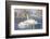 USA, Sublette County, Wyoming. group of Trumpeter Swans stands and rests on an ice-covered pond-Elizabeth Boehm-Framed Photographic Print