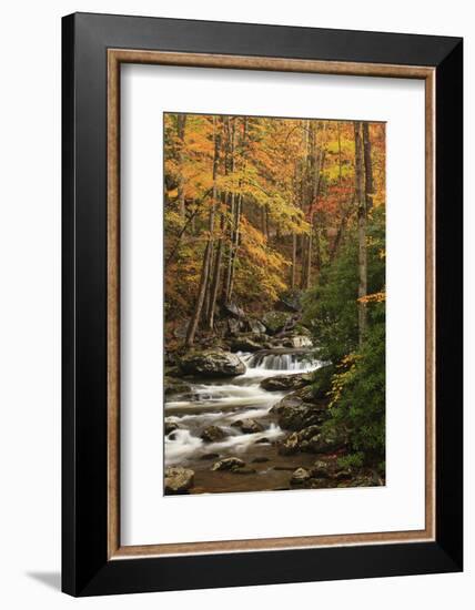 USA, Tennesse. Fall foliage along a stream in the Smoky Mountains.-Joanne Wells-Framed Photographic Print