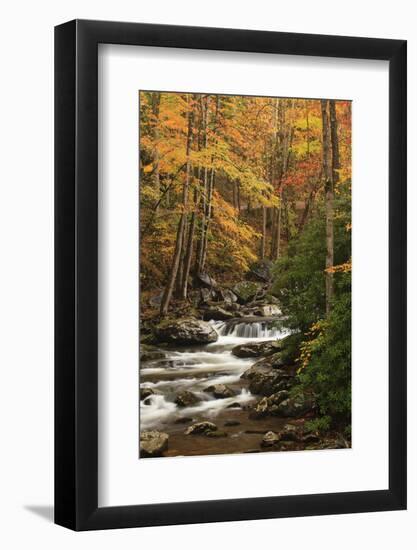 USA, Tennesse. Fall foliage along a stream in the Smoky Mountains.-Joanne Wells-Framed Photographic Print