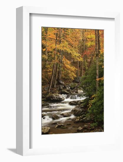 USA, Tennesse. Fall foliage along a stream in the Smoky Mountains.-Joanne Wells-Framed Photographic Print