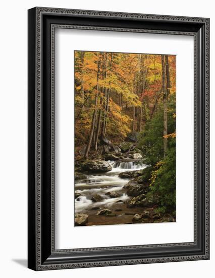 USA, Tennesse. Fall foliage along a stream in the Smoky Mountains.-Joanne Wells-Framed Photographic Print