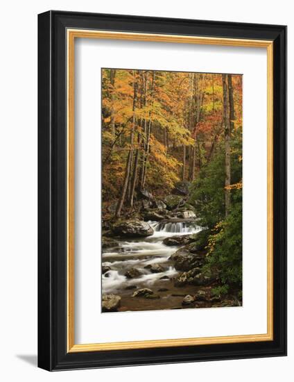 USA, Tennesse. Fall foliage along a stream in the Smoky Mountains.-Joanne Wells-Framed Photographic Print