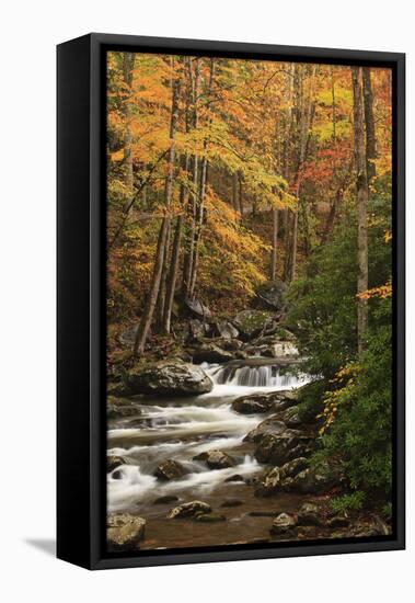 USA, Tennesse. Fall foliage along a stream in the Smoky Mountains.-Joanne Wells-Framed Premier Image Canvas