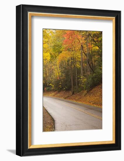 USA, Tennesse. Fall foliage along road to Cades Cove.-Joanne Wells-Framed Photographic Print