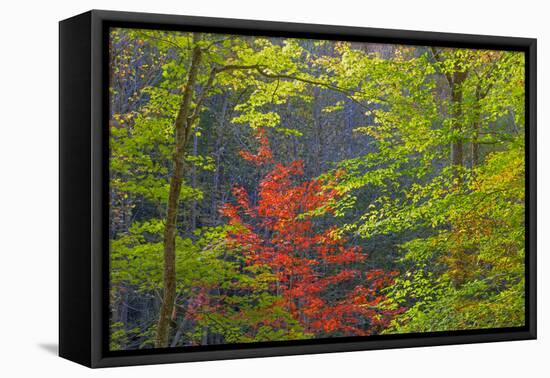 USA, Tennessee. Autumn Foliage in Cherokee National Forest-Don Paulson-Framed Premier Image Canvas