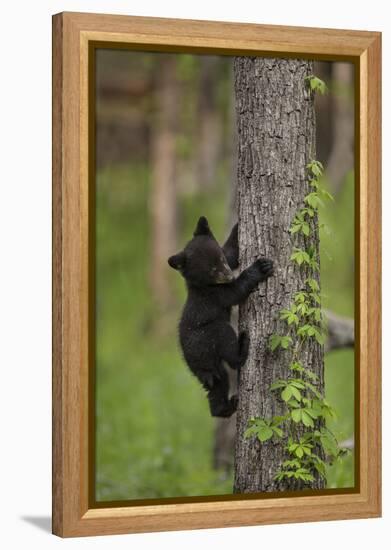 USA, Tennessee. Black Bear Cub Climbing Tree-Jaynes Gallery-Framed Premier Image Canvas