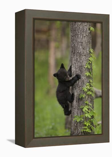 USA, Tennessee. Black Bear Cub Climbing Tree-Jaynes Gallery-Framed Premier Image Canvas