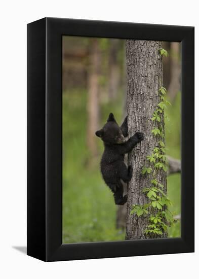 USA, Tennessee. Black Bear Cub Climbing Tree-Jaynes Gallery-Framed Premier Image Canvas