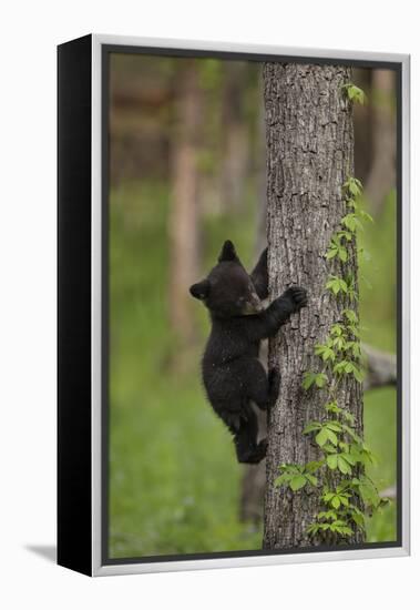 USA, Tennessee. Black Bear Cub Climbing Tree-Jaynes Gallery-Framed Premier Image Canvas