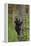 USA, Tennessee. Black Bear Cub Climbing Tree-Jaynes Gallery-Framed Premier Image Canvas