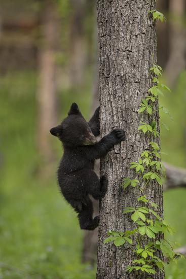 usa tennessee black bear
