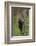 USA, Tennessee. Black Bear Cub Climbing Tree-Jaynes Gallery-Framed Photographic Print