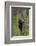 USA, Tennessee. Black Bear Cub Climbing Tree-Jaynes Gallery-Framed Photographic Print
