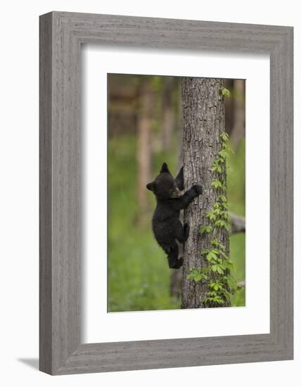 USA, Tennessee. Black Bear Cub Climbing Tree-Jaynes Gallery-Framed Photographic Print