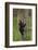 USA, Tennessee. Black Bear Cub Climbing Tree-Jaynes Gallery-Framed Photographic Print