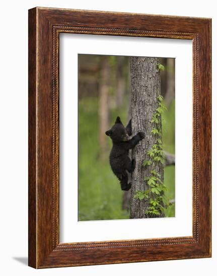 USA, Tennessee. Black Bear Cub Climbing Tree-Jaynes Gallery-Framed Photographic Print