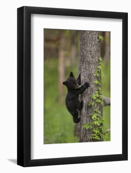 USA, Tennessee. Black Bear Cub Climbing Tree-Jaynes Gallery-Framed Photographic Print