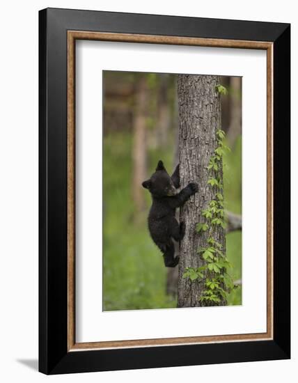 USA, Tennessee. Black Bear Cub Climbing Tree-Jaynes Gallery-Framed Photographic Print